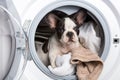 Puppy inside the washing machine Royalty Free Stock Photo