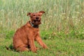 A puppy of an Irish Terrier breed dog sits on the grass in nature with a funny expression of the muzzle on a walk outside the city Royalty Free Stock Photo