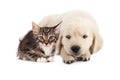 Puppy irritated with kitten Royalty Free Stock Photo