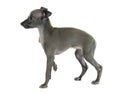 Puppy italian greyhound Royalty Free Stock Photo