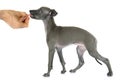 Puppy italian greyhound Royalty Free Stock Photo