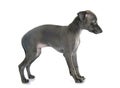 Puppy italian greyhound Royalty Free Stock Photo