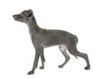 Puppy italian greyhound Royalty Free Stock Photo