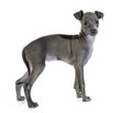 Puppy italian greyhound Royalty Free Stock Photo