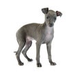 Puppy italian greyhound Royalty Free Stock Photo