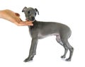 Puppy italian greyhound Royalty Free Stock Photo