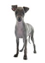 Puppy italian greyhound Royalty Free Stock Photo