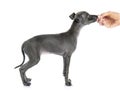 Puppy italian greyhound Royalty Free Stock Photo