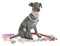 Puppy italian greyhound Royalty Free Stock Photo