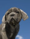 Puppy italian mastiff