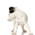 Puppy Jack russel Royalty Free Stock Photo