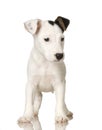 Puppy Jack russel Royalty Free Stock Photo