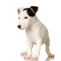Puppy Jack russel Royalty Free Stock Photo