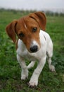 Puppy jack russel terrier