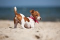 Puppy of Jack Russel terrier Royalty Free Stock Photo