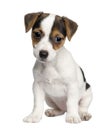 Puppy Jack russell (8 weeks) Royalty Free Stock Photo