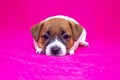 Puppy jack russell terrier girl lying on a pink coverlet hiding. Glamorous background Royalty Free Stock Photo