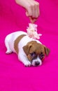 Puppy jack russell terrier girl lying on a pink coverlet hiding. and looks at a paper flower. Glamorous background Royalty Free Stock Photo