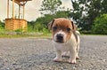 Puppy of Jack Russell Terrier