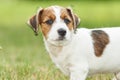 Puppy Jack russell terrier is playing in the garden on the grass. Royalty Free Stock Photo