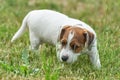 Puppy Jack russell terrier is playing in the garden on the grass. Royalty Free Stock Photo