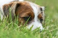 Puppy Jack russell terrier is playing in the garden on the grass. Royalty Free Stock Photo