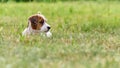 Puppy Jack russell terrier is playing in the garden on the grass. Royalty Free Stock Photo