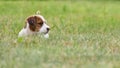 Puppy Jack russell terrier is playing in the garden on the grass. Royalty Free Stock Photo