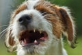 Puppy Jack russell terrier is playing in the garden on the grass. Royalty Free Stock Photo