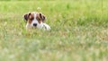 Puppy Jack russell terrier is playing in the garden on the grass. Royalty Free Stock Photo