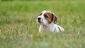 Puppy Jack russell terrier is playing in the garden on the grass. Royalty Free Stock Photo