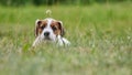 Puppy Jack russell terrier is playing in the garden on the grass. Royalty Free Stock Photo