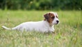 Puppy Jack russell terrier is playing in the garden on the grass. Royalty Free Stock Photo