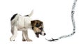 Puppy Jack Russell Terrier playing with a rope, 4 months old