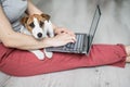 Puppy Jack Russell Terrier sits and misses his mistress`s lap. Unrecognizable woman sitting on the floor in a Royalty Free Stock Photo