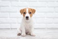Puppy Jack russell terrier. Small adorable doggy
