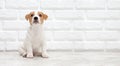 Puppy Jack russell terrier. Small adorable doggy