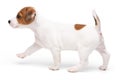 Puppy Jack russell terrier standing isolated on white background. Royalty Free Stock Photo