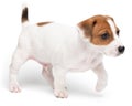 Puppy Jack russell terrier standing isolated on white background. Royalty Free Stock Photo