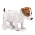 Puppy Jack russell terrier standing isolated on white background. Royalty Free Stock Photo
