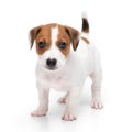 Puppy Jack russell terrier standing isolated on white background. Royalty Free Stock Photo