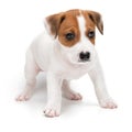 Puppy Jack russell terrier standing isolated on white background. Royalty Free Stock Photo