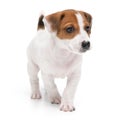 Puppy Jack russell terrier standing isolated on white background. Royalty Free Stock Photo