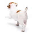 Puppy Jack russell terrier standing isolated on white background. Royalty Free Stock Photo