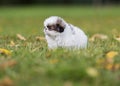 Puppy Japanese chin