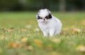 Puppy Japanese chin