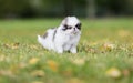 Puppy Japanese chin