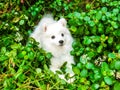 Puppy Japanese Spitz in the bushes