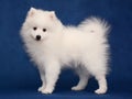 Puppy of Japanese white spitz on blue background Royalty Free Stock Photo