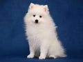 Puppy of Japanese white spitz on blue background Royalty Free Stock Photo